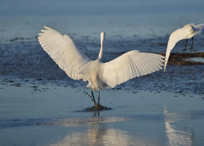 Les Callunes D'hotes Et Pour 2 Bassin D'arcachon ゲストハウス 3*